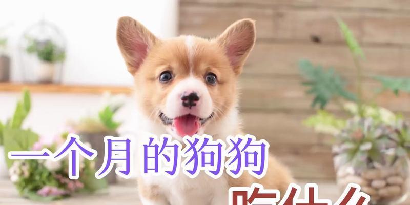 小狗的健康饮食（为您的小狗提供营养丰富的饮食） - 新生家伴