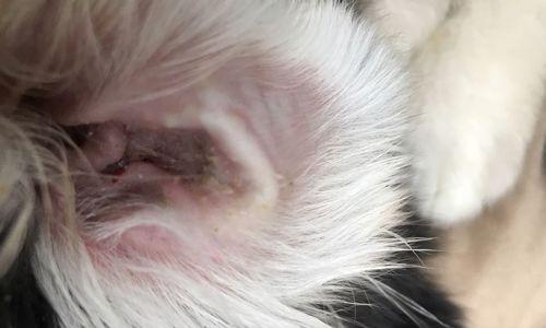 狗狗耳朵里为何会出现脓?(探究狗狗耳朵感染的原因及预防措施)(图2) 狗狗耳朵里为何会出现脓?(探究狗狗耳朵感染的原因及预防措施)(图2)