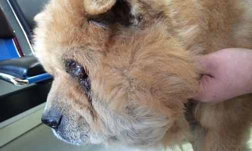 狗狗耳朵里为何会出现脓?(探究狗狗耳朵感染的原因及预防措施)(图3) 狗狗耳朵里为何会出现脓?(探究狗狗耳朵感染的原因及预防措施)(图3)