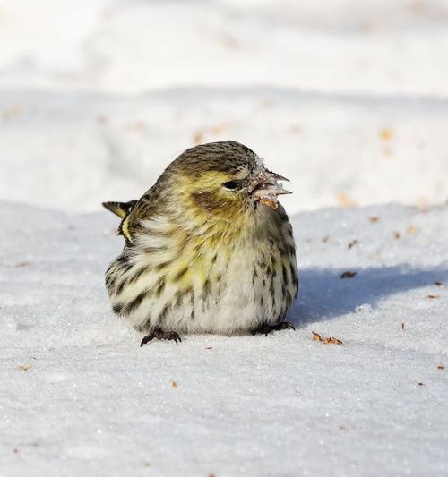 黄雀的命运（被天敌捕食的悲剧） - 新生家伴