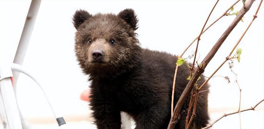 世界单挑最猛的狗——霸者之王（揭秘世界上最具攻击性和战斗力的犬种）(图2)