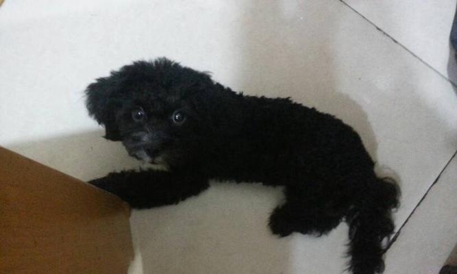 揭秘宠物泰迪的大便之谜（了解泰迪的消化系统，从大便说起）(图2)