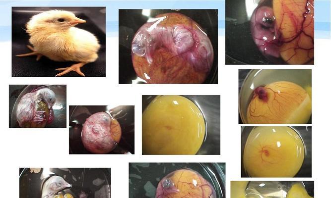 鸟类的繁殖方式及其进化意义（探索鸟类繁殖行为的奥秘和生存优势）(图1)