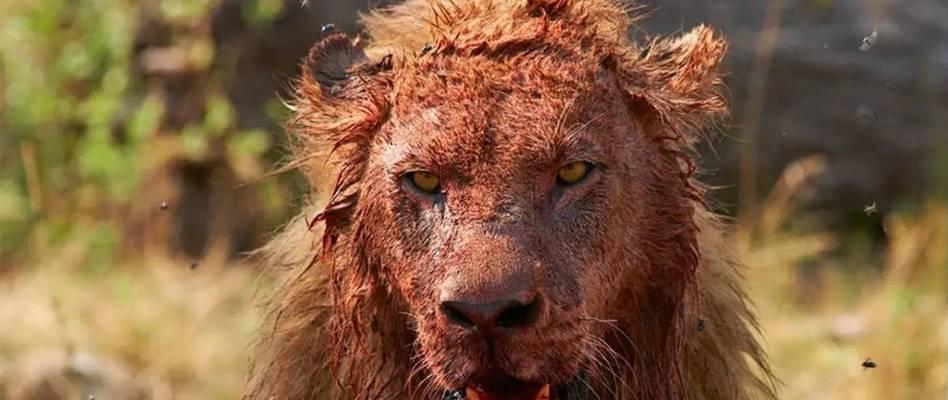 世界单挑最猛的狗——霸者之王（揭秘世界上最具攻击性和战斗力的犬种）(图1)