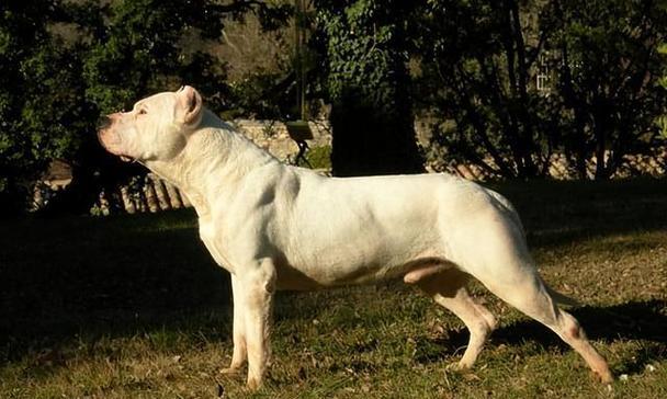 世界单挑最猛的狗——霸者之王（揭秘世界上最具攻击性和战斗力的犬种）(图3)