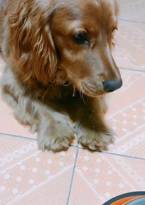 狗为什么不吃狗粮?(探究狗不吃狗粮的原因与解决方案)(图3) 狗为什么不吃狗粮?(探究狗不吃狗粮的原因与解决方案)(图3)