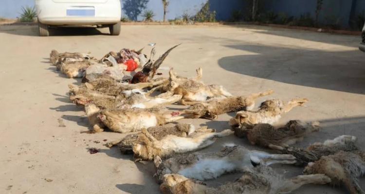 猎犬品种特点及其捕猎能力（以兔子和野鸡为对象的猎犬品种选择和训练技巧）(图2)