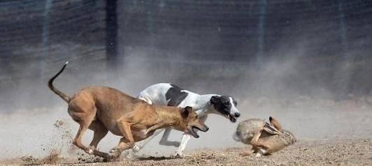 猎犬品种特点及其捕猎能力（以兔子和野鸡为对象的猎犬品种选择和 - 新生家伴