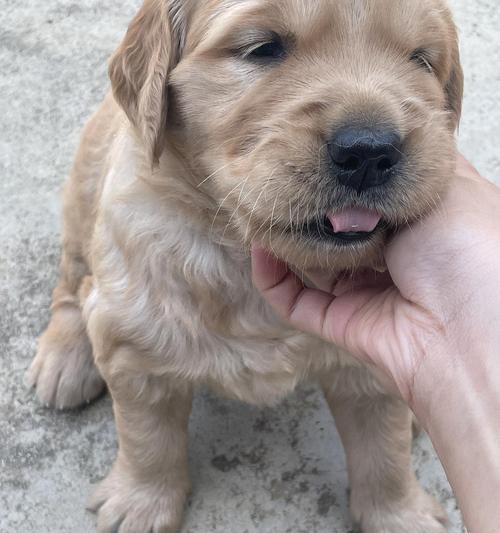 金毛配种空窝的原因及解决方法（了解金毛配种空窝的原因，探索解 - 新生家伴