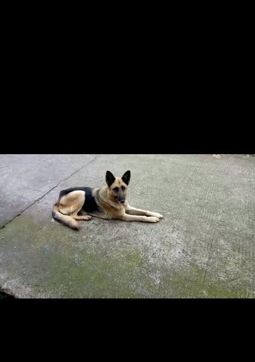 黑背的魅力（黑背之美尽显神秘、优雅与力量）(图3)