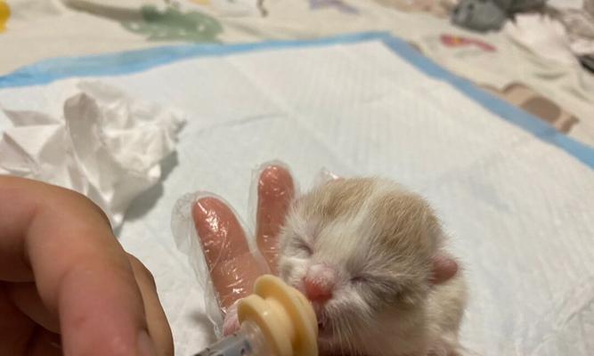 母猫快生了，准备工作要做好（如何为快要分娩的母猫做好准备？）(图3)