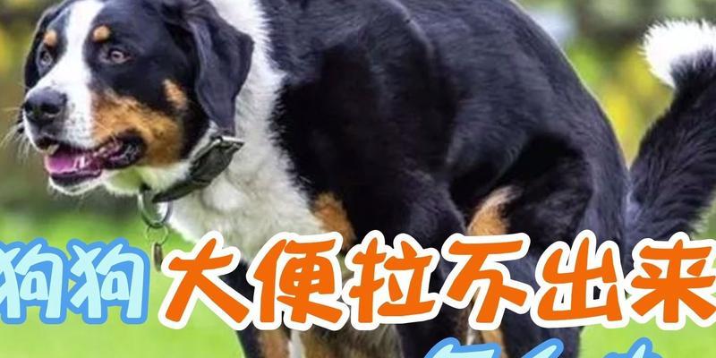 解析为什么狗大便多？（探究狗大便频繁的原因及相关健康问题） - 新生家伴