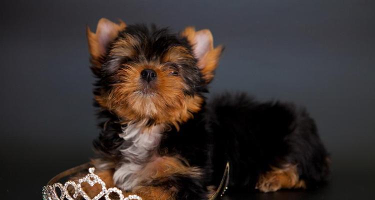 黑背的魅力（黑背之美尽显神秘、优雅与力量） - 新生家伴