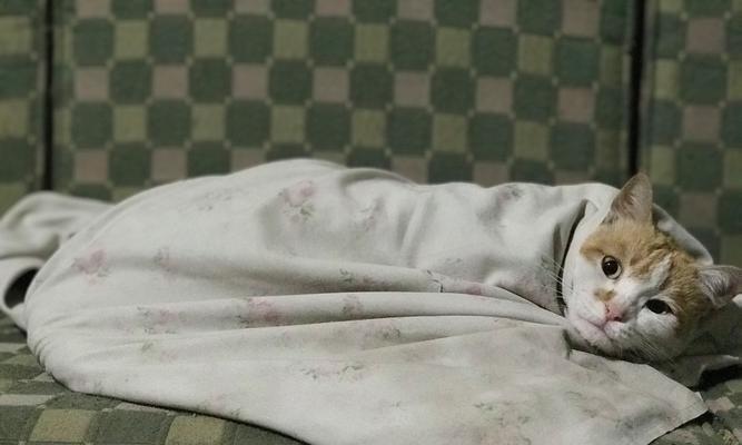 母猫快生了，准备工作要做好（如何为快要分娩的母猫做好准备？） - 新生家伴