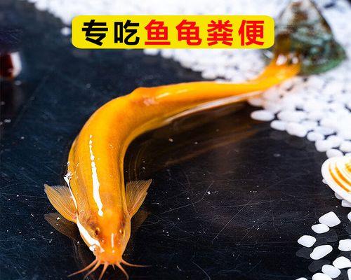 地图鱼拉的粪便是什么样的？（探索地图鱼粪便的外观特征与意义） - 新生家伴