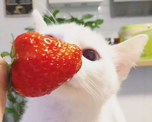 小猫的水果餐(了解适合小猫食用的水果种类及注意事项)(图3) 小猫的水果餐(了解适合小猫食用的水果种类及注意事项)(图3)