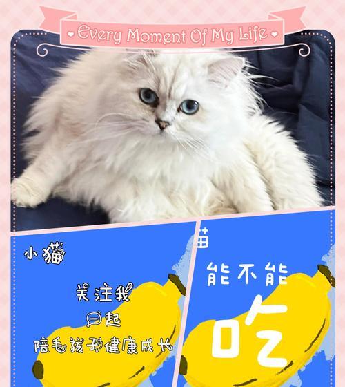 小猫的水果餐（了解适合小猫食用的水果种类及注意事项） - 新生家伴