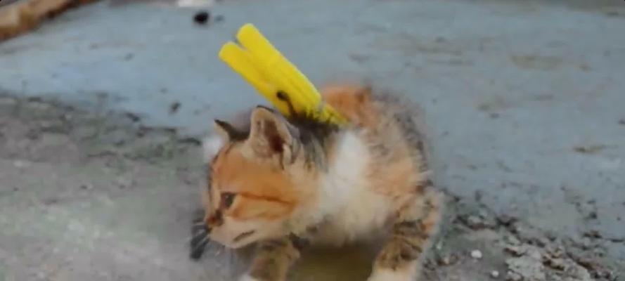 抓住猫的颈部为什么能使其一动不动？（颈部控制） - 新生家伴