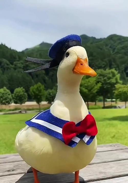 学生最适合养什么宠物？（选择宠物需要考虑的因素与建议） - 新生家伴