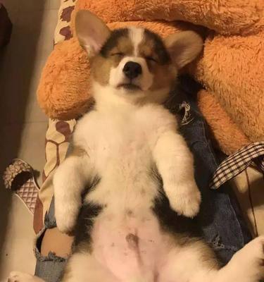 分脸狗（探索分脸狗的基因变异和特殊性格特征）(图1)