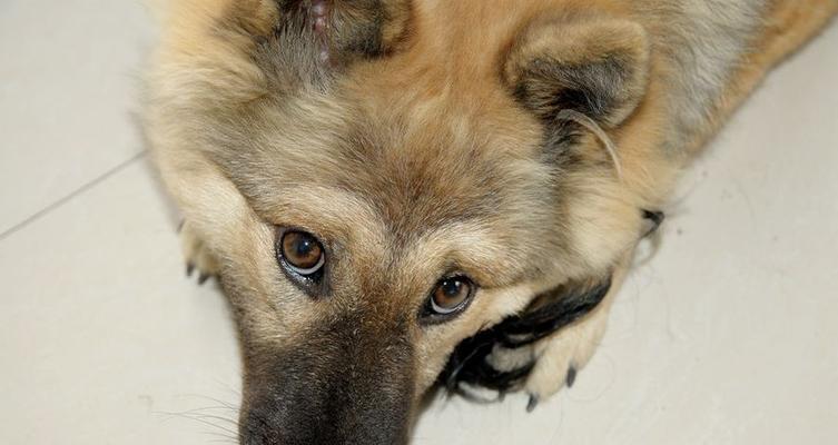 分脸狗（探索分脸狗的基因变异和特殊性格特征）(图3)