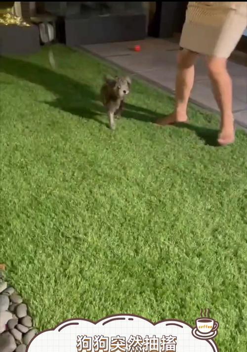 小狗患上狗瘟（揭开狗瘟带来的恶劣状态及防