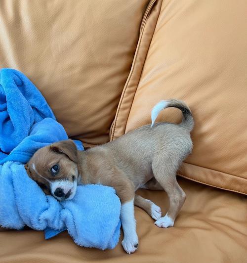 狗狗感冒症状（揭秘狗狗感冒的迹象和处理方法）(图1)