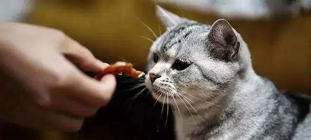 勇敢的猫咪(探索世界,无惧气味的小勇士)(图3) 勇敢的猫咪(探索世界,无惧气味的小勇士)(图3)