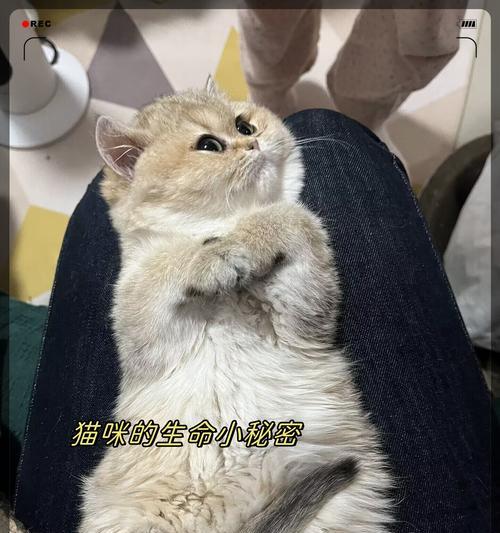 勇敢的猫咪(探索世界,无惧气味的小勇士)(图1) 勇敢的猫咪(探索世界,无惧气味的小勇士)(图1)