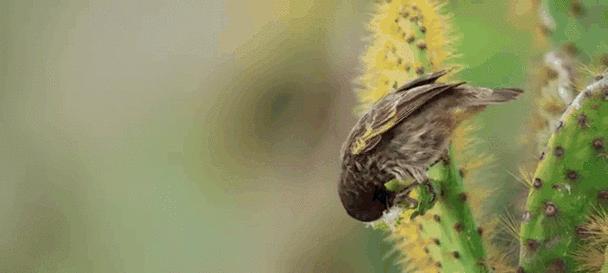 鸟类的食物选择与适应策略（揭秘鸟类的饮食秘密与进化奥秘）(图2)