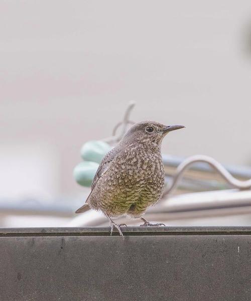 鸟类的食物选择与适应策略（揭秘鸟类的饮食秘密与进化奥秘）(图3)
