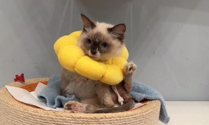 迷你贵宾犬（细数迷你贵宾犬的可爱与聪明）(图1)