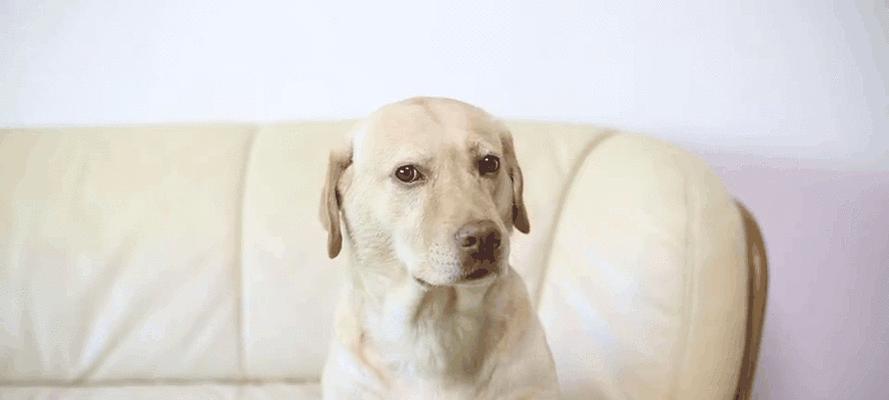 迷你贵宾犬（细数迷你贵宾犬的可爱与聪明）(图2)