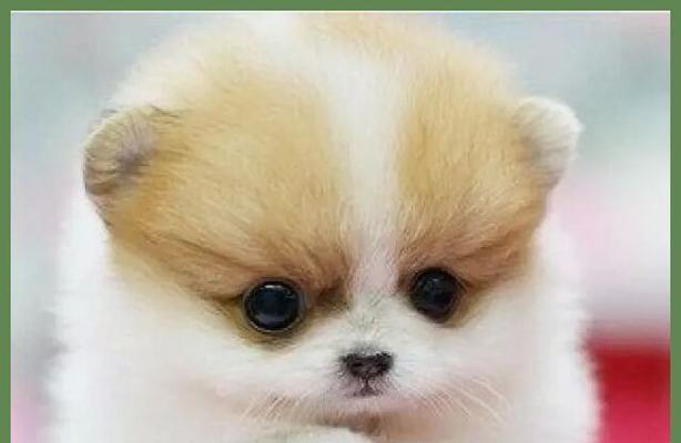 迷你贵宾犬（细数迷你贵宾犬的可爱与聪明）(图3)