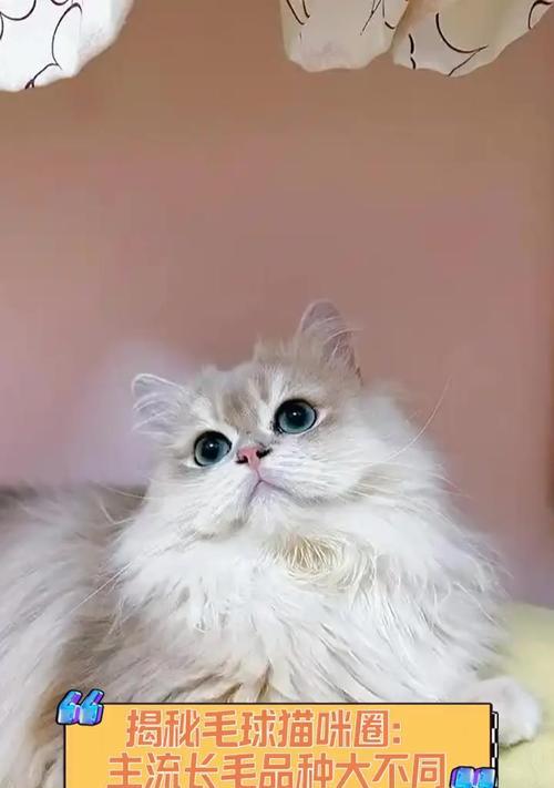 探究猫毛球的成因与处理方法(猫毛球)(图3) 探究猫毛球的成因与处理方法(猫毛球)(图3)