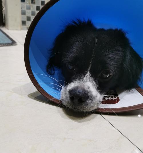 狗鼻子凉凉的原因及其重要性（探究狗鼻子凉凉的神奇之处）(图2)