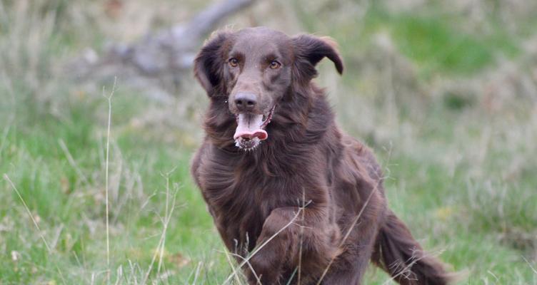 小狗尿血（了解小狗尿血的常见病因及应对之道）(图3)
