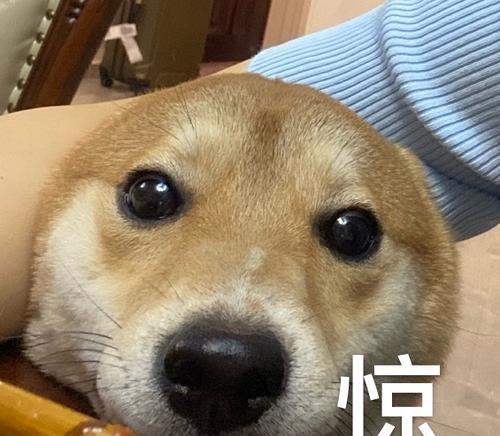 狗鼻子凉凉的原因及其重要性（探究狗鼻子凉