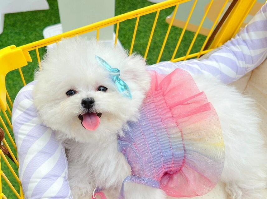 成年比熊的掉毛周期和原因（了解比熊掉毛的时间和原因，做好毛发护理）(图2)