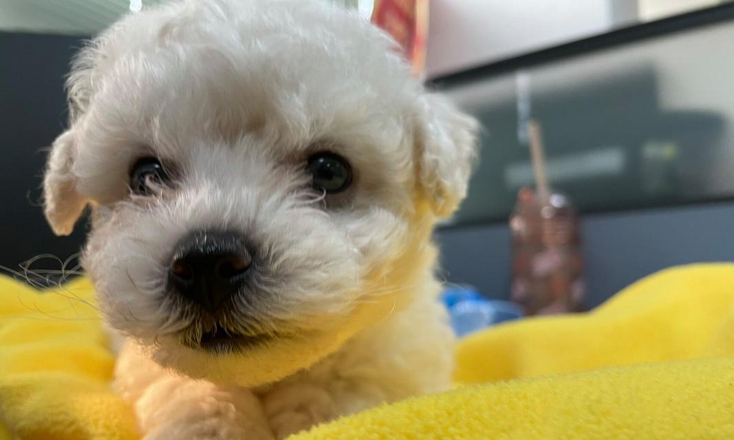 成年比熊的掉毛周期和原因（了解比熊掉毛的时间和原因，做好毛发护理）(图1)