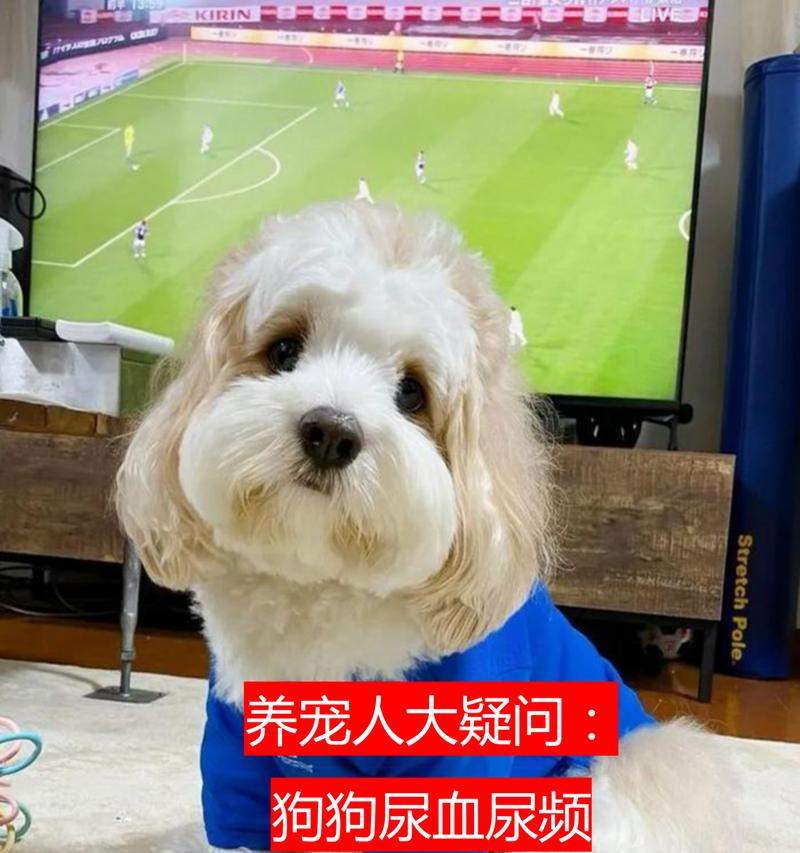 小狗尿血（了解小狗尿血的常见病因及应对之道）(图2)