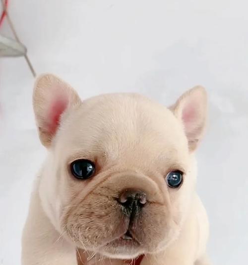 以法牛犬孕期禁食清单（以法牛犬怀孕期间需