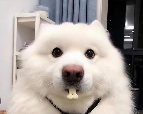 萨摩耶狗粮选择与肌肉增长(以肌肉增长为目标,如何选择合适的狗粮?)(图3) 萨摩耶狗粮选择与肌肉增长(以肌肉增长为目标,如何选择合适的狗粮?)(图3)