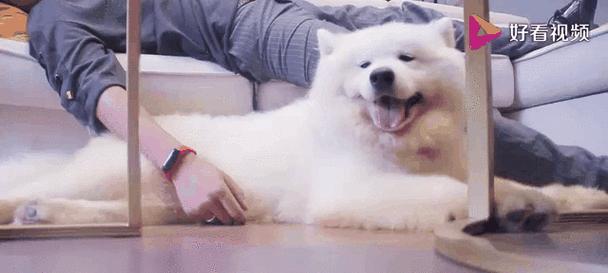 萨摩耶狗粮选择与肌肉增长（以肌肉增长为目