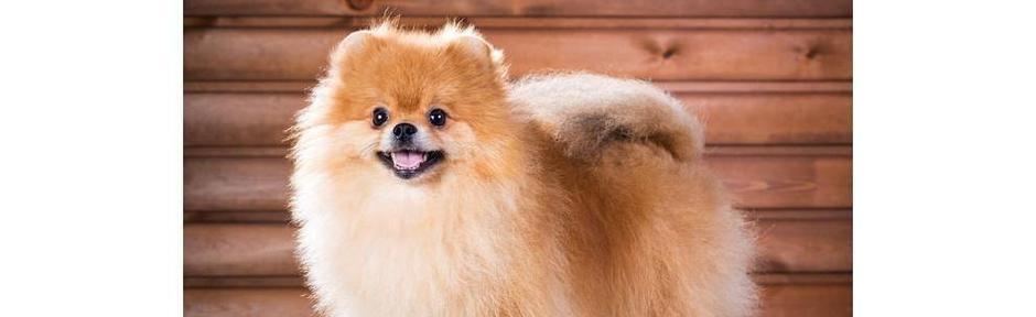 探索以俊介为主题的多样品种（以俊介）(图2)