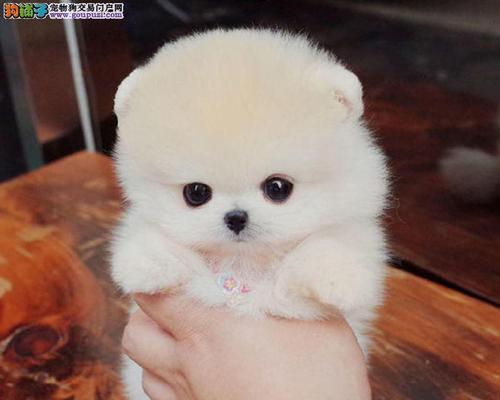 探索以俊介为主题的多样品种（以俊介） - 新生家伴