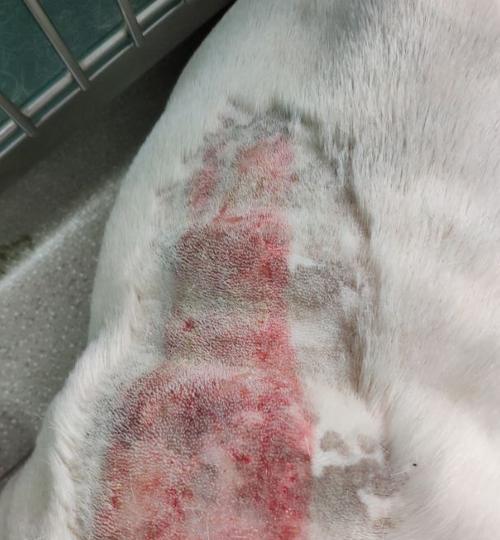 探究斗牛为什么容易损伤皮肤的原因（皮肤脆弱性与斗牛运动的关系探析）(图1)