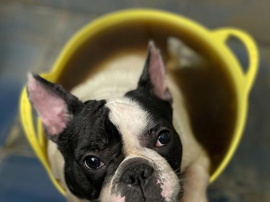 探究斗牛为什么容易损伤皮肤的原因（皮肤脆弱性与斗牛运动的关系探析）(图2)