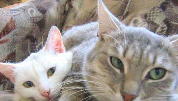 大猫为什么要躲小猫？（探究大猫为何躲避与小猫接触的原因）(图2)