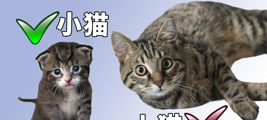 大猫为什么要躲小猫？（探究大猫为何躲避与小猫接触的原因）(图1)